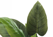 Load image into Gallery viewer, ARTIFICIAL PLANT - 37"H AUREUM