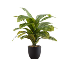 Load image into Gallery viewer, ARTIFICIAL PLANT - 17"H DRACAENA