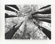 Load image into Gallery viewer, Ananya Wall Art