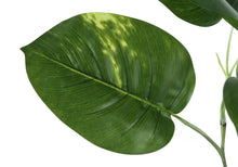 Load image into Gallery viewer, ARTIFICIAL PLANT - 54&quot;H DIEFFENBACHIA
